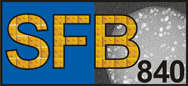 SFB840